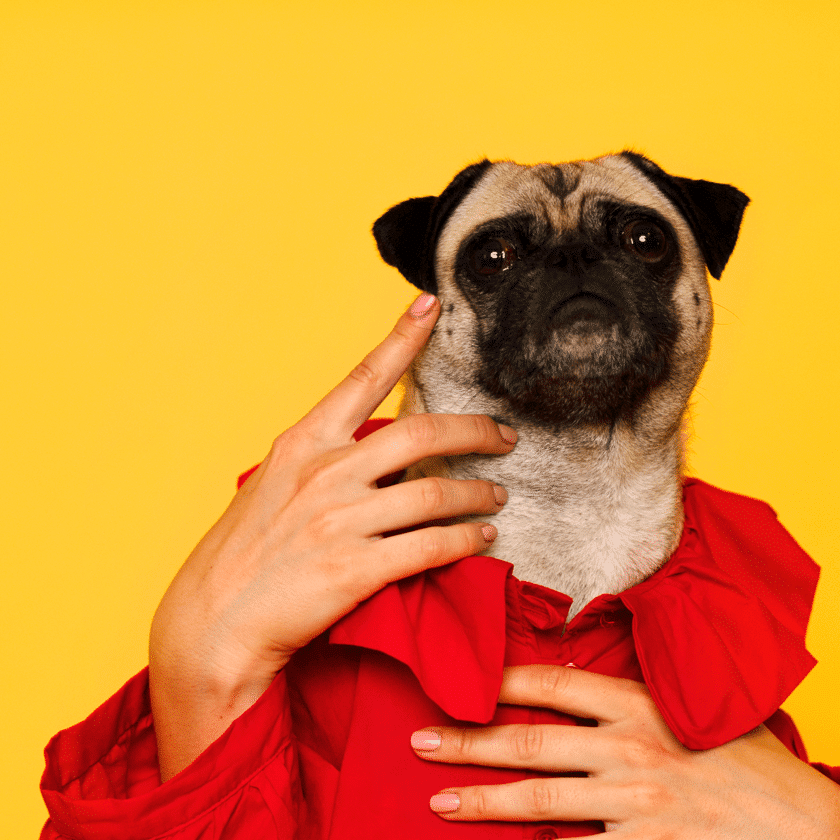 Pause for ap-paws! Behold: a snuggly little pug sporting a fetching red tee, sandwiched between two hooman paws against a bark-tastically bright yellow backdrop. One hand’s busy booping those soft cheek-flaps (maximum squish achieved), while the other lends sup-paw-t to the wiggly pooch’s chest. A pupper’s portrait? More like fur-shionista runway!.