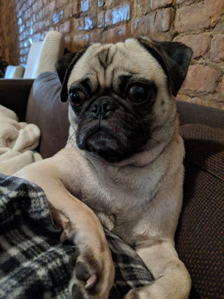 tikki CLARUS CPO wild pug